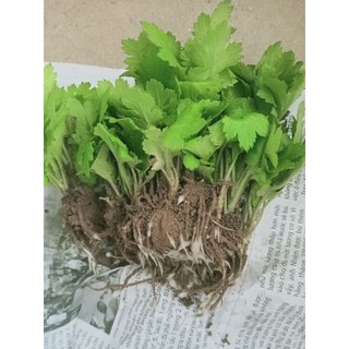 cây giống cúc chi rủ pha trà rễ trần