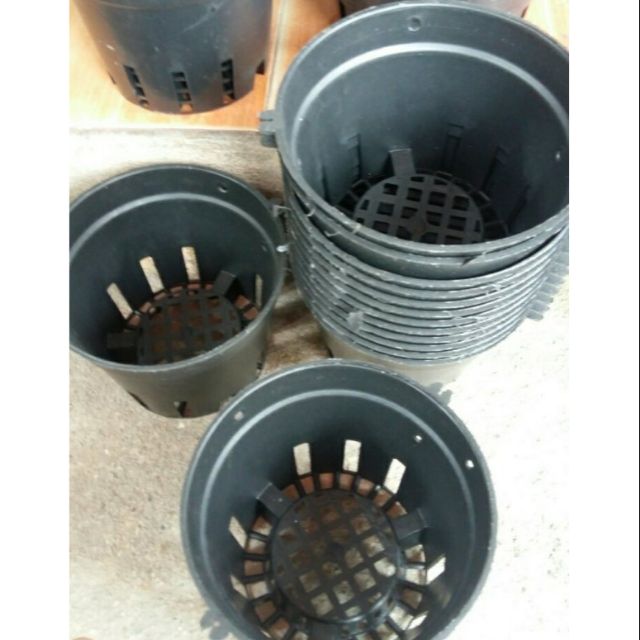 50 chậu lan đen to 16cm siêu rẻ