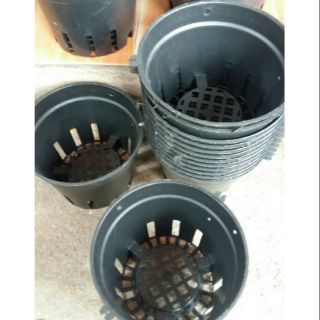 50 chậu lan đen to 16cm siêu rẻ