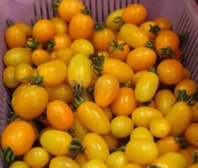 Hạt giống cà chua cherry anh đào Vàng Nhập Khẩu