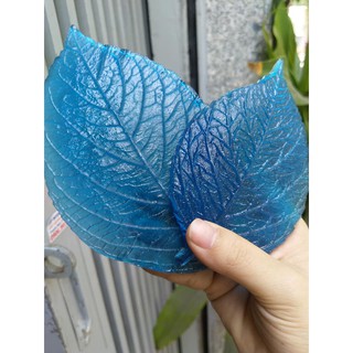 Gân lá hoa hồng - gân lá cẩm tú cầu