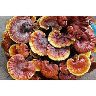 100g Nấm lim xanh sấy khô sạch