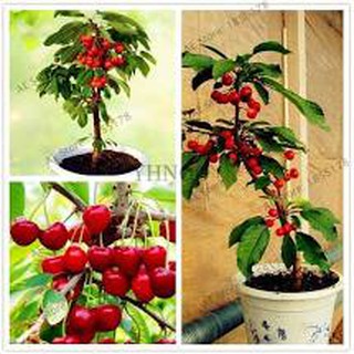 Hạt giống cây chery_ hạt giống chuẩn chất lượng
