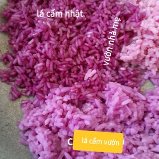 Cây lá cẩm tím giống nhật 1 bầu 2 cây