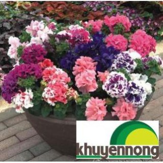 100 hạt giống  hoa dạ yến thảo kép