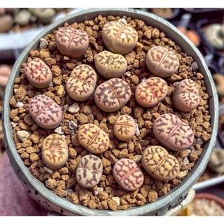 Sen Thạch Lan, Sen Mông Dòng Dorothea, lithops