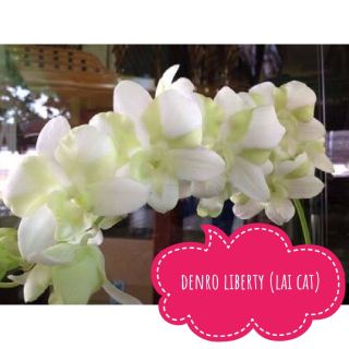 Hoa Lan Denro lai Cát lây za