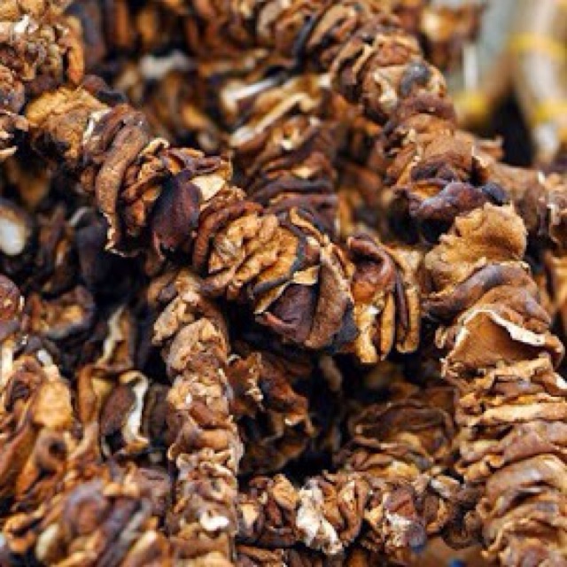 Nấm hương rừng