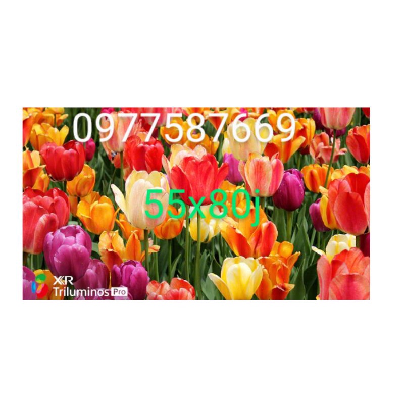 FREE SHIP TIVI SONY ANDROID 4K55 ICNH : KD 55X80J