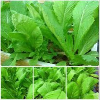 Gói 10 gr hạt giống rau cải mơ