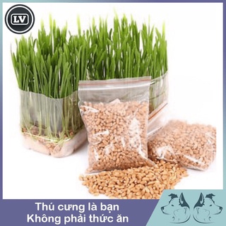 Hạt giống cỏ mèo bổ xung chất xơ và đẩy búi lông ra ngoài 10g - Phụ kiện Long Vũ