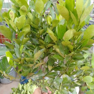 Cây quất, cây tắc đang quả