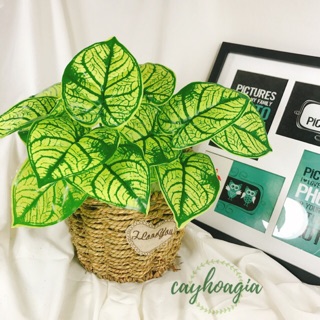 Cây nhựa PVC - Cây Khoai Môn Lá Vàng