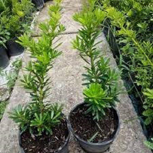 Cây tùng kim cương giống