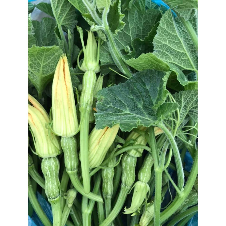 Hạt giống bí nụ lai F1 - Bí đậu ăn non gói 10gram-xn