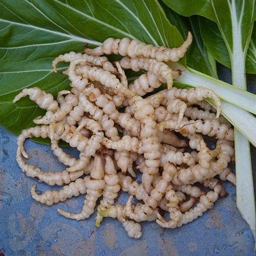 5 củ giống cây atiso sùng thảo
