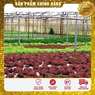 Hạt Giống Rau Xà Lách Xoăn Tím - 1gr