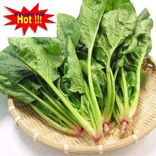[DEAL SHOCK 1K] 100 Hạt Giống Rau Cải Bó Xôi - Rau Chân Vịt [FREESHIP XTRA] HOA RAU TRỒNG KỊP TẾT