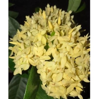 mẫu đơn vàng cánh kép (giao cỡ như hình cuối) -bscc