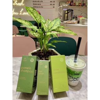 [combo_gội_xịt_xả_600k_tặng_chai_xịt ]