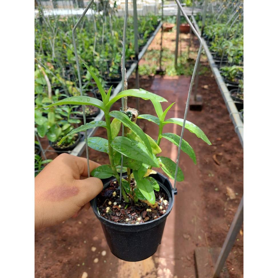 kie Phi điệp MŨI TRẮNG EASO cây thân xanh gieo hạt khỏe mạnh dài 10-25cm - VƯỜN LAN KIÊN ANH MTESTX  hàng sổ xố