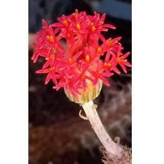 xương rồng rắn biển giống mới