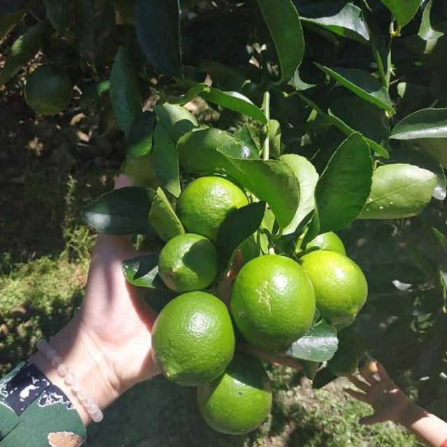 Cây giống  Chanh không hạt