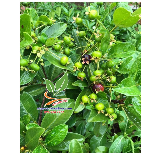 Cherry nhiệt đới sắp ra bông 004