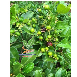 Cherry nhiệt đới sắp ra bông 004