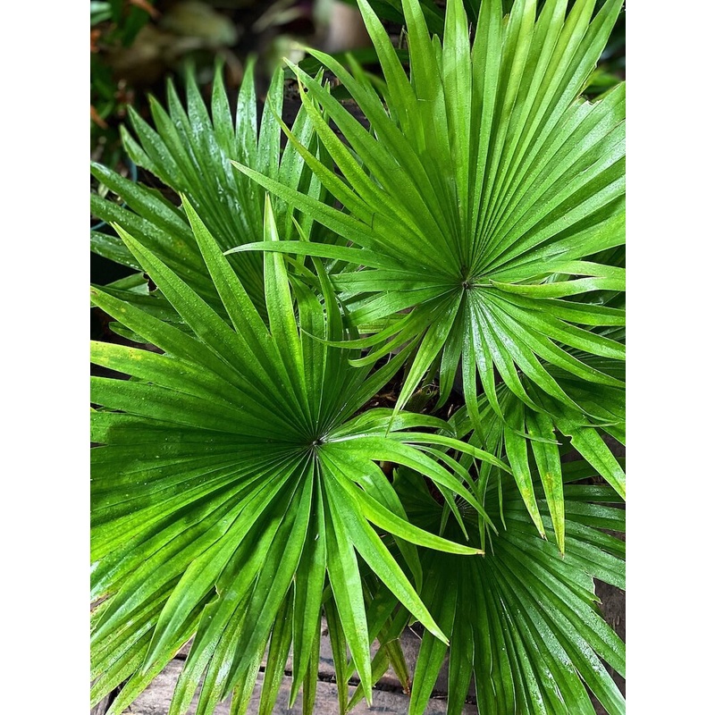 Cây Livistona chinensis Chinese Fan Palm (Cọ Quạt Mini) bầu nhựa đen