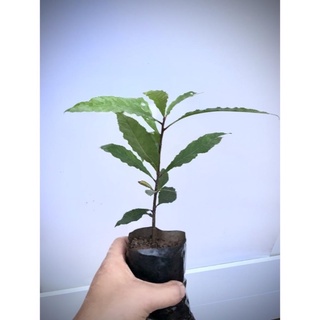 Cây Lộc vừng (bầu giống 20cm trở lên)