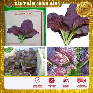 Hạt giống cải canh lá đỏ