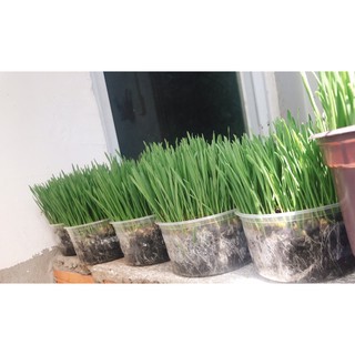 Cỏ mèo tươi + Combo