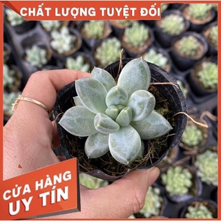 Sen đá kim cương, size bầu, sen đá Đà Lạt