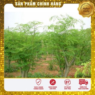 Hạt giống cây chùm ngây