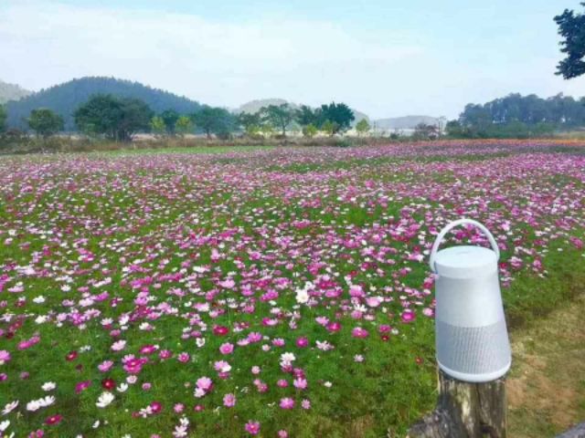 Hạt sao nhái  10k 100 hạt