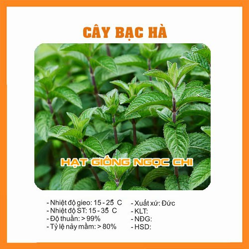 Hạt Giống Cây Bạc Hà - 100 Hạt