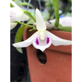 Phi Điệp 5 Cánh Trắng Phú Thọ gieo hạt