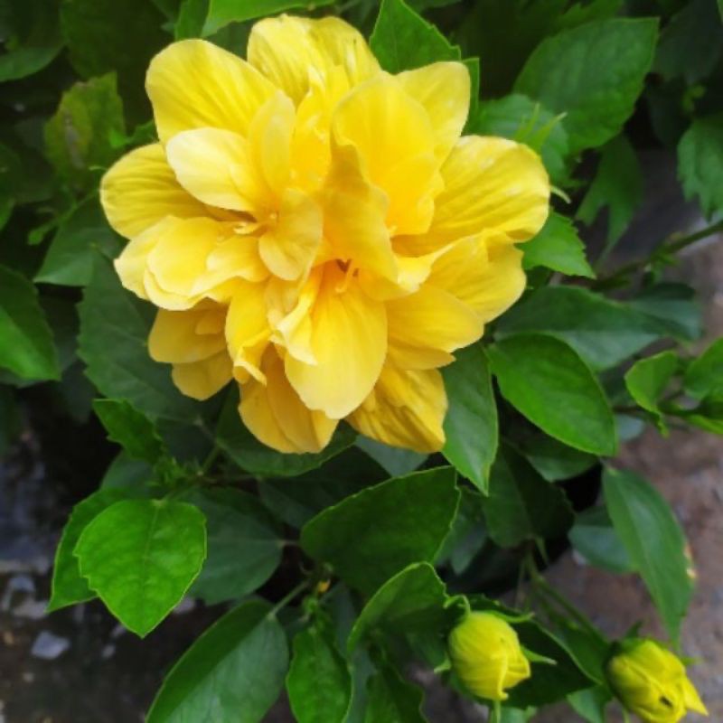 Dâm bụt kép bông to