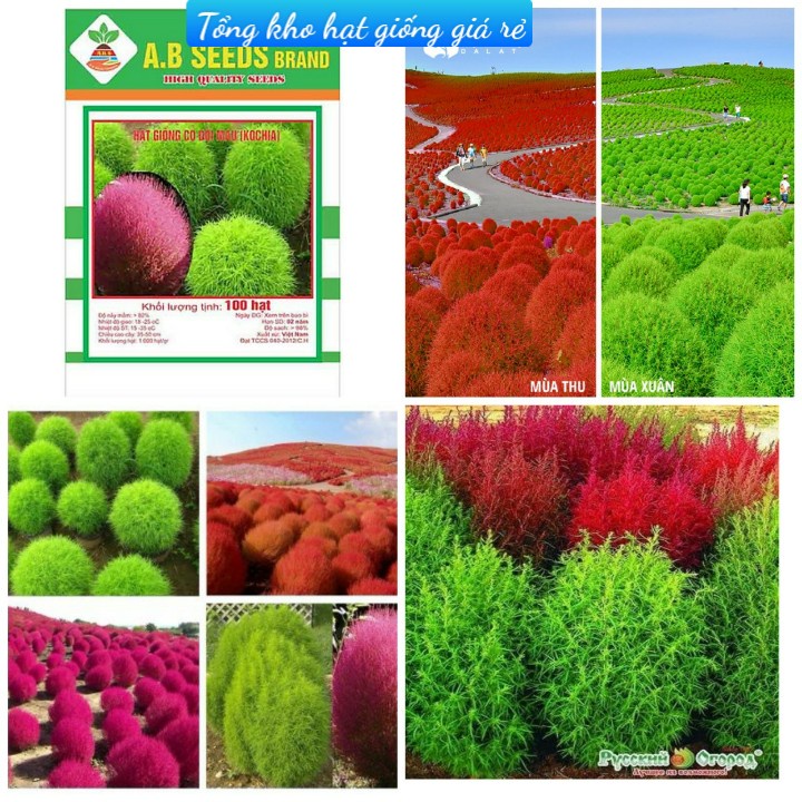Hạt Giống Cỏ Đổi Màu F1 Loại Siêu Dễ Trồng, Hoa Nở Đẹp-Tổng kho hạt giống giá rẻ