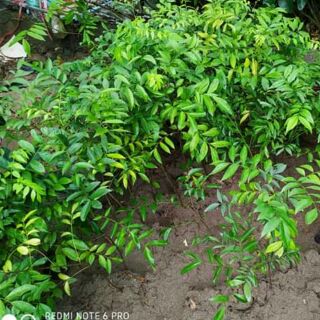 Cây giống mắc mật