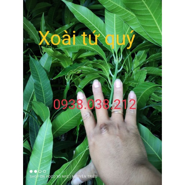 CÂY XOÀI TỨ QUÝ