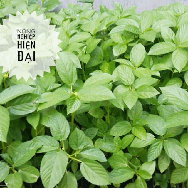 Hạt Giống Rau Đay 10gram