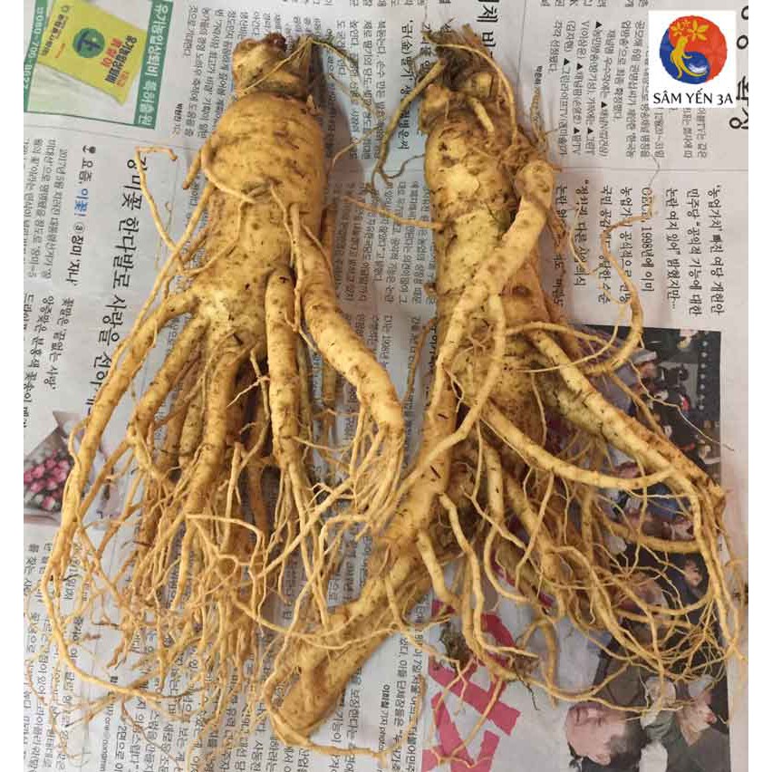 2 Củ Lớn Sâm Tươi Hàn Quốc 6 Năm Tuổi, Nhân Sâm Hàn Quốc, giúp bồi bổ sức khỏe, sâm hàn quốc, nhân sâm tươi hàn quốc. | BigBuy360 - bigbuy360.vn