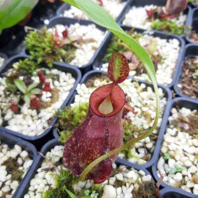 Cây bắt mồi, cây nắp ấm N (viking x kuchin) x (viking x amp)