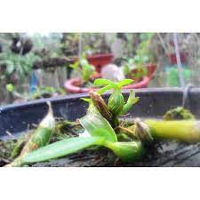 Phân bón lá 30-10-10 +TE hũ 100gr chyên cho hoa lan, cây cảnh  ( nảy chồi, xanh lá, mập cọng, dài thân)