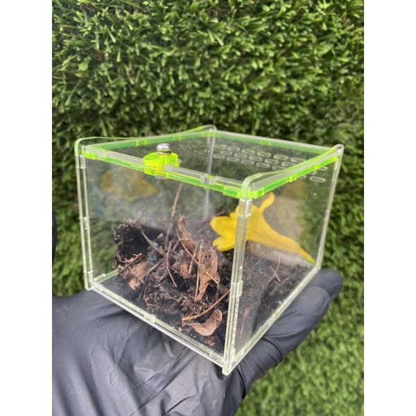 Hộp nuôi côn trùng, nhện kiểng, Tank Tarantula 10x8x7cm