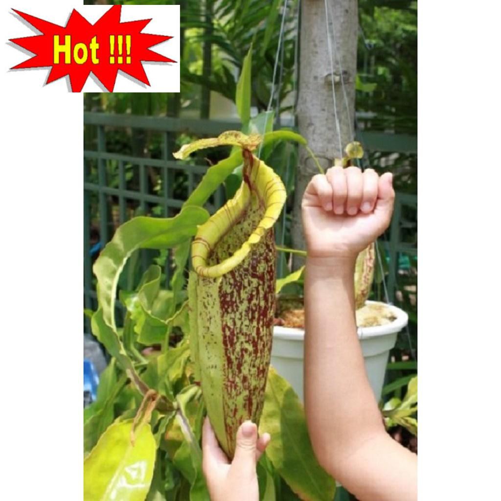 50H - HẠT GIỐNG CÂY NẮP ẤM