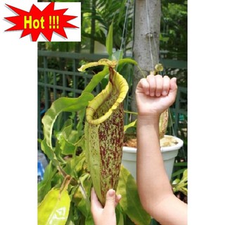50H - HẠT GIỐNG CÂY NẮP ẤM