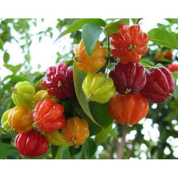 Cây giống cherry khía (surinam sori) + Tặng (0,3kg) phân hữu cơ cao cấp